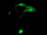 SYP Antibody in Immunocytochemistry (ICC/IF)