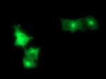 SYP Antibody in Immunocytochemistry (ICC/IF)