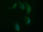 SYP Antibody in Immunocytochemistry (ICC/IF)