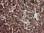 SYP Antibody in Immunohistochemistry (Paraffin) (IHC (P))