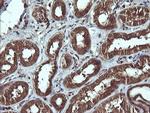 SYP Antibody in Immunohistochemistry (Paraffin) (IHC (P))