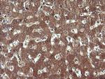 SYP Antibody in Immunohistochemistry (Paraffin) (IHC (P))