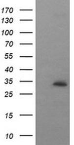 SYP Antibody in Western Blot (WB)