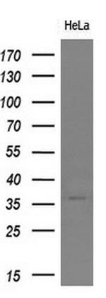 SYP Antibody in Western Blot (WB)