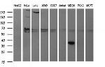 SYP Antibody in Western Blot (WB)