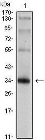 Synaptophysin Antibody in Western Blot (WB)