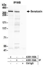 Senataxin Antibody in Western Blot (WB)