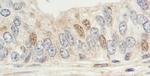 Sin1 Antibody in Immunohistochemistry (IHC)