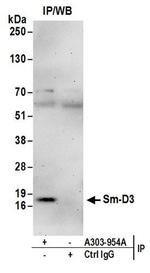 Sm-D3 Antibody in Western Blot (WB)