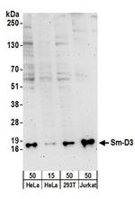 Sm-D3 Antibody in Western Blot (WB)