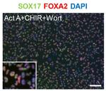 Sox17 Antibody in Immunocytochemistry (ICC/IF)