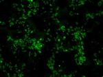 SOX2 Antibody in Immunocytochemistry (ICC/IF)