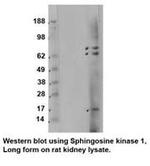 SPHK1 Antibody in Western Blot (WB)