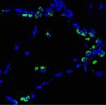 SFTPB Antibody in Immunohistochemistry (Frozen) (IHC (F))