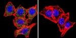 SNTB2 Antibody in Immunocytochemistry (ICC/IF)