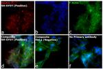 Mouse IgG (H+L) Cross-Adsorbed Secondary Antibody in Immunocytochemistry (ICC/IF)