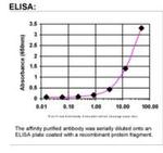 CCN3 Antibody in ELISA (ELISA)