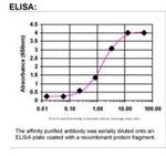 PTHLH Antibody in ELISA (ELISA)