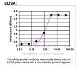 Cripto1 Antibody in ELISA (ELISA)