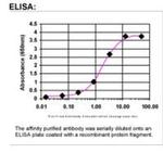 FANCG Antibody in ELISA (ELISA)