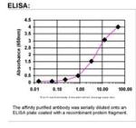 Npas4 Antibody in ELISA (ELISA)