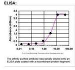 CEP290 Antibody in ELISA (ELISA)