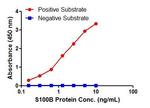 S100B Antibody in ELISA (ELISA)