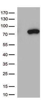 MASP2 Antibody in Western Blot (WB)