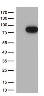 MASP2 Antibody in Western Blot (WB)