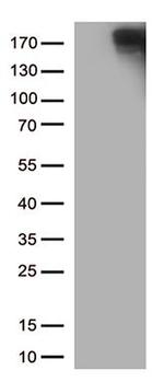 MAP2 Antibody in Western Blot (WB)