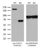 TACC3 Antibody in Western Blot (WB)
