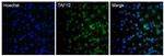 TAF12 Antibody in Immunocytochemistry (ICC/IF)