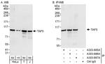 TAF5 Antibody in Western Blot (WB)