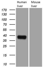 TALDO1 Antibody in Western Blot (WB)