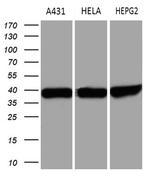 TALDO1 Antibody in Western Blot (WB)