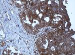 TAPBPL Antibody in Immunohistochemistry (Paraffin) (IHC (P))