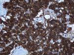 TAPBPL Antibody in Immunohistochemistry (Paraffin) (IHC (P))