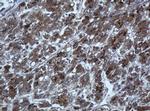 TAPBPL Antibody in Immunohistochemistry (Paraffin) (IHC (P))