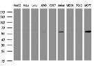 TAPBPL Antibody in Western Blot (WB)