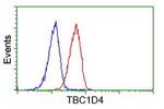 TBC1D4 Antibody in Flow Cytometry (Flow)