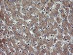 TBCC Antibody in Immunohistochemistry (Paraffin) (IHC (P))