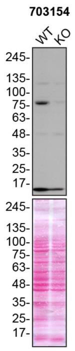 TBK1 Antibody in Western Blot (WB)