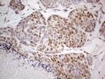 TCEAL1 Antibody in Immunohistochemistry (Paraffin) (IHC (P))