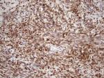 TCEAL1 Antibody in Immunohistochemistry (Paraffin) (IHC (P))