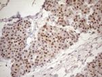 TCEAL1 Antibody in Immunohistochemistry (Paraffin) (IHC (P))