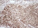 TCEAL1 Antibody in Immunohistochemistry (Paraffin) (IHC (P))