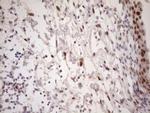 TCEAL1 Antibody in Immunohistochemistry (Paraffin) (IHC (P))