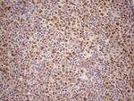 TCEAL1 Antibody in Immunohistochemistry (Paraffin) (IHC (P))