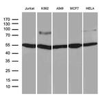 TCF12 Antibody in Western Blot (WB)