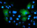 TCP11L2 Antibody in Immunocytochemistry (ICC/IF)